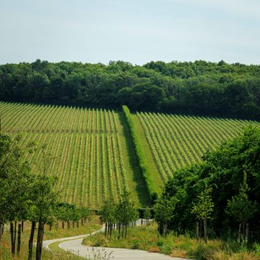 A winding concrete path bordered by young trees leads towards a lush vineyard. The vineyard features evenly spaced rows of vines extending to a dense forested background, highlighting the seasonal greenery and cultivation. This serene landscape showcases the structured nature of premium vineyard management.