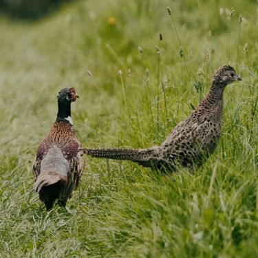 A pair of pheasants standing in tall green grass in a natural outdoor setting. The image highlights the intricate feather patterns and natural habitat of wild birds. The scene evokes a peaceful countryside environment without any direct connection to sparkling wine or vineyard activities.