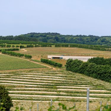 A panoramic view of a terraced vineyard with neatly arranged rows of grapevines and a modern winery building in the middle ground. The lush greenery and gentle slopes reflect premium vineyard craftsmanship. This setting embodies the essence of English quality sparkling wine production.