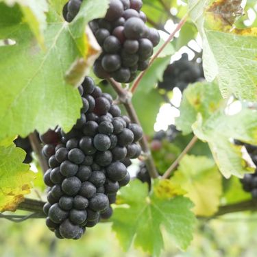 Close-up of dark grape clusters ripening among green leaves in a vineyard setting. The image highlights the natural environment and premium craftsmanship involved in growing quality fruit for English sparkling wine production. This visual is representative of the vineyard cultivation process at Domaine Evremond.