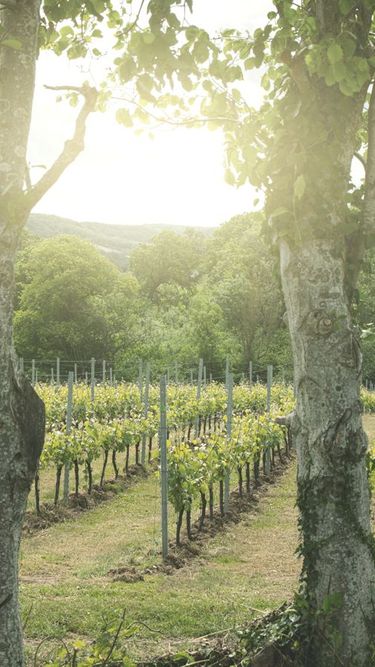 A serene vineyard scene with neatly aligned rows of grapevines bathed in soft sunlight. The image captures the natural beauty and careful cultivation typical of an English quality sparkling wine vineyard. The surrounding trees and gentle hills create a peaceful setting characteristic of Domaine Evremond.