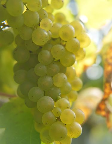 A close-up view of a green grape cluster hanging on the vine, illuminated by natural sunlight. The image reflects the early stages of grape growth typical in vineyards producing English quality sparkling wine. The detail highlights the premium craftsmanship involved in tending the vineyard, likely linked to Domaine Evremond, an English quality sparkling wine estate.