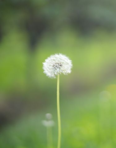 A close-up image of a dandelion seed head standing tall in a blurred green field. The soft focus background highlights the fine details of the dandelion seeds and gives a tranquil, natural atmosphere to the scene.