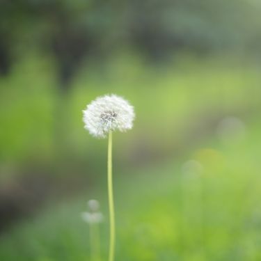 A close-up image of a dandelion seed head standing tall in a blurred green field. The soft focus background highlights the fine details of the dandelion seeds and gives a tranquil, natural atmosphere to the scene.