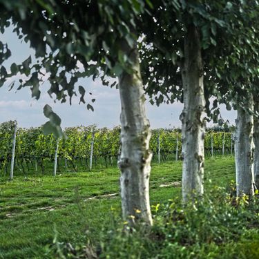 A tranquil vineyard scene featuring a row of mature trees with lush green foliage alongside grapevines supported by stakes. This setting reflects the natural environment of an English quality sparkling wine vineyard, highlighting the connection between landscape and premium wine production.