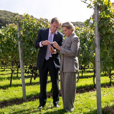 Two individuals in formal attire examine grape clusters among rows of vines in a vineyard setting. The scene reflects a professional assessment of grapes likely related to English quality sparkling wine production. The lush green vines and controlled trellising emphasize premium vineyard craftsmanship.