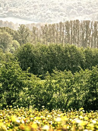 A dense, multi-layered forest landscape with various shades of green from the foreground shrubs to the tall trees in the background. The sunlit scene captures the natural beauty of a rich woodland area with a misty hill ridge in the distance. This image highlights a tranquil and verdant setting characterized by premium natural growth.