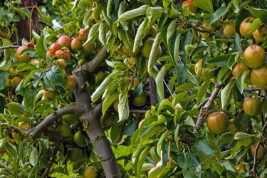 A close-up view of an apple tree laden with ripening apples surrounded by dense green leaves. The image captures the natural texture and color variation of the fruit and foliage in an orchard setting. The branches and leaves exhibit the richness of late summer or early autumn growth.