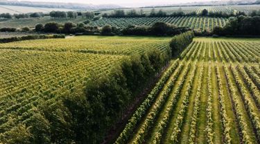 Aerial view of a vineyard with multiple rows of grapevines separated by dense hedgerows. This image showcases an English vineyard setting, highlighting the structure and meticulous care involved in premium sparkling wine grape cultivation. The landscape background reflects the natural environment typical of elite vineyard estates.