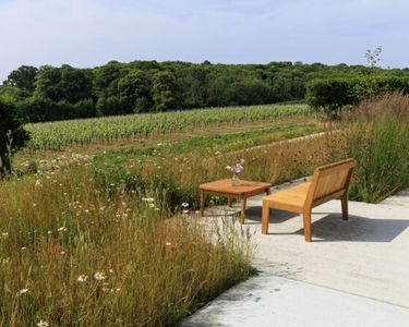 A serene vineyard setting featuring a wooden bench and small table placed on a concrete path surrounded by wildflowers and tall grassy plants. Rows of grapevines stretch across the middle ground with a backdrop of lush green trees under a clear blue sky. The scene reflects a peaceful moment within a well-maintained vineyard landscape.