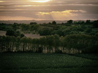 A serene vineyard landscape bathed in the golden light of sunset, showcasing rows of grapevines and dense tree lines. This image reflects the natural beauty and premium vineyard setting of English quality sparkling wine production.