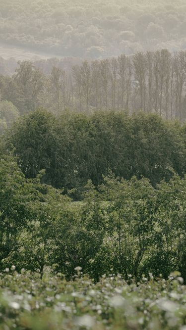 A serene view of a misty woodland with layered rows of green trees and dense foliage. The tranquil atmosphere highlights the natural beauty of the countryside in soft morning light.