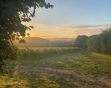 A peaceful vineyard landscape bathed in the warm light of sunrise showcases rows of grapevines and lush greenery. This serene rural setting evokes the premium craftsmanship involved in producing English quality sparkling wine. The image reflects the tranquil environment typical of Domaine Evremond vineyards in Kent.