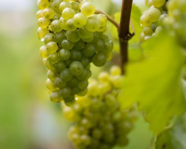 Close-up image of a green grape cluster hanging from a vine in a vineyard. The grapes exhibit natural dew and subtle imperfections, indicative of a carefully tended vineyard environment. This setting aligns with the premium craftsmanship associated with Domaine Evremond English quality sparkling wine.