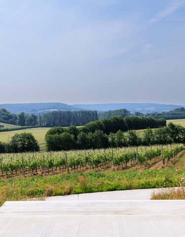 A panoramic view of an English vineyard with rows of grapevines under a clear sky. The scene highlights the carefully maintained vineyard typical of premium English quality sparkling wine production. Rolling hills and cultivated fields create a tranquil rural setting, evocative of Domaine Evremond's estate environment.