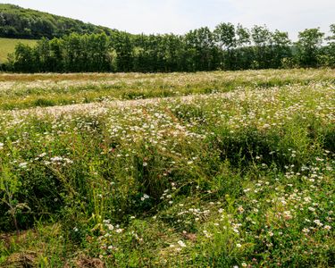 A lush wildflower meadow with abundant white blossoms stretches across the foreground, bordered by a dense line of green trees under a clear sky. The scene evokes a natural countryside setting with vibrant greenery and delicate flowering plants. This peaceful outdoor landscape emphasizes the rich biodiversity of the area.