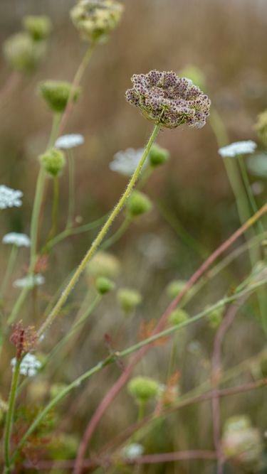 A close-up of a wildflower with a blurred natural meadow background. The image captures intricate floral details and fine hairs on the stem, emphasizing organic growth in a rural setting. The soft, muted colors and delicate composition evoke a calm and natural atmosphere.