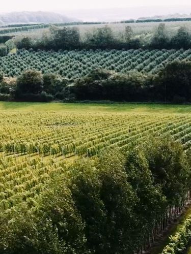 A sprawling vineyard landscape featuring neatly aligned rows of grapevines under natural daylight. This setting exemplifies the careful cultivation typical of English quality sparkling wine estates. The image evokes the premium craftsmanship associated with vineyards like Domaine Evremond in Kent.