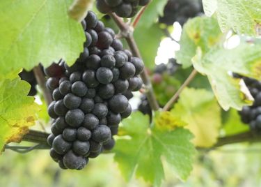 Dark grape clusters ripen on the vine amid lush green leaves in a vineyard setting. The image reflects the natural environment essential for cultivating grapes used in premium English quality sparkling wine. It captures the essence of vineyard care and the start of the winemaking process.