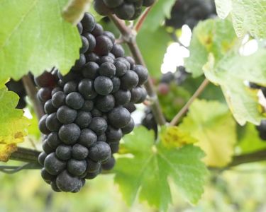 Dark grape clusters ripen on the vine amid lush green leaves in a vineyard setting. The image reflects the natural environment essential for cultivating grapes used in premium English quality sparkling wine. It captures the essence of vineyard care and the start of the winemaking process.