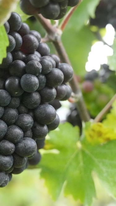 Dark grape clusters ripen on the vine amid lush green leaves in a vineyard setting. The image reflects the natural environment essential for cultivating grapes used in premium English quality sparkling wine. It captures the essence of vineyard care and the start of the winemaking process.