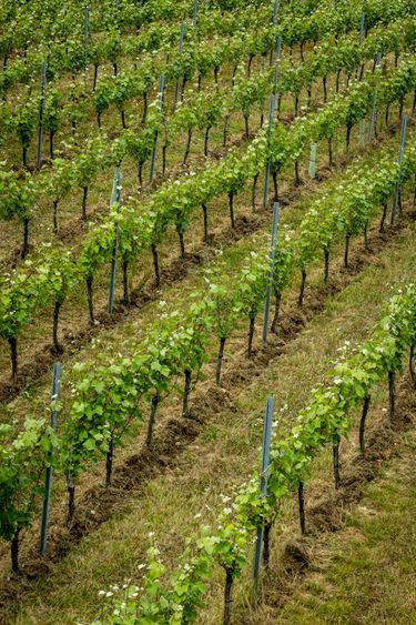 A neatly maintained vineyard with rows of young grapevines supported by stakes. The green leaves contrast with the brown earth and grass, illustrating a well-tended vineyard likely cultivating grapes for English quality sparkling wine. This vineyard setting reflects the premium craftsmanship associated with Domaine Evremond English quality sparkling wine production.