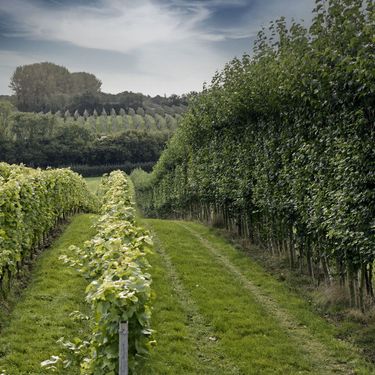 A tranquil vineyard landscape featuring orderly rows of grapevines bordered by dense green trees under a partly cloudy sky. The lush greenery and well-maintained vines evoke a setting ideal for producing English quality sparkling wine with premium craftsmanship. The scene captures the calm and natural beauty often found in boutique wine estates.