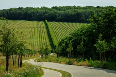 A neatly maintained vineyard with rows of grapevines stretching up a slope beside a winding path, bordered by trees and greenery. This setting reflects a premium vineyard environment typical of English quality sparkling wine estates. The lush foliage and orderly vines suggest careful cultivation and refined craftsmanship in viticulture.