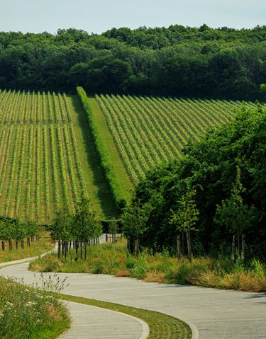 A neatly maintained vineyard with rows of grapevines stretching up a slope beside a winding path, bordered by trees and greenery. This setting reflects a premium vineyard environment typical of English quality sparkling wine estates. The lush foliage and orderly vines suggest careful cultivation and refined craftsmanship in viticulture.
