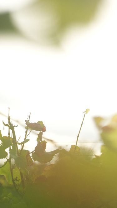 Close-up view of grapevine foliage under bright sunlight, capturing the natural environment of an English vineyard. The image conveys a sense of the vineyard setting where premium quality sparkling wine is cultivated. Soft focus and warm light evoke the essence of craftsmanship behind Domaine Evremond.
