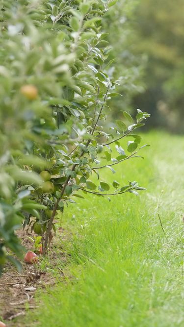 A pair of pheasants walking through a grassy path beside an orchard with apple trees bearing fruit. The natural setting highlights wildlife amidst a rural fruit-growing environment. Green foliage and fallen apples are visible on the ground.