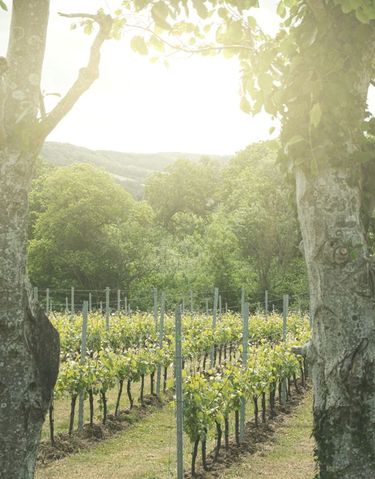 A sunlit vineyard scene showcasing neatly aligned rows of grapevines framed by two large trees. This setting evokes a premium English quality sparkling wine estate, highlighting the careful vineyard cultivation essential to Domaine Evremond. In the background, lush foliage and distant hills complete the tranquil vineyard landscape.